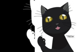 猫  动漫,猫界动漫之旅